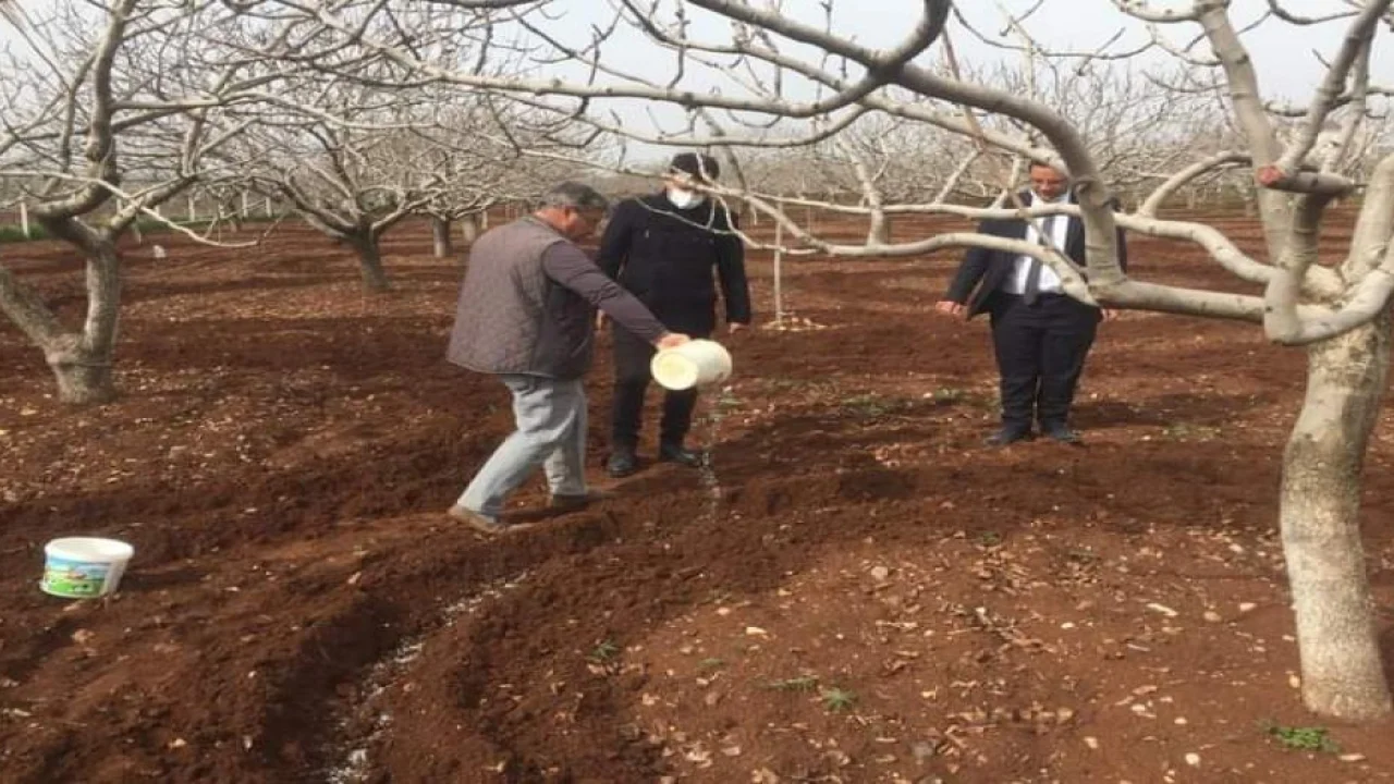 Antep Fıstığı'nda taban gübrelemesi zamanı
