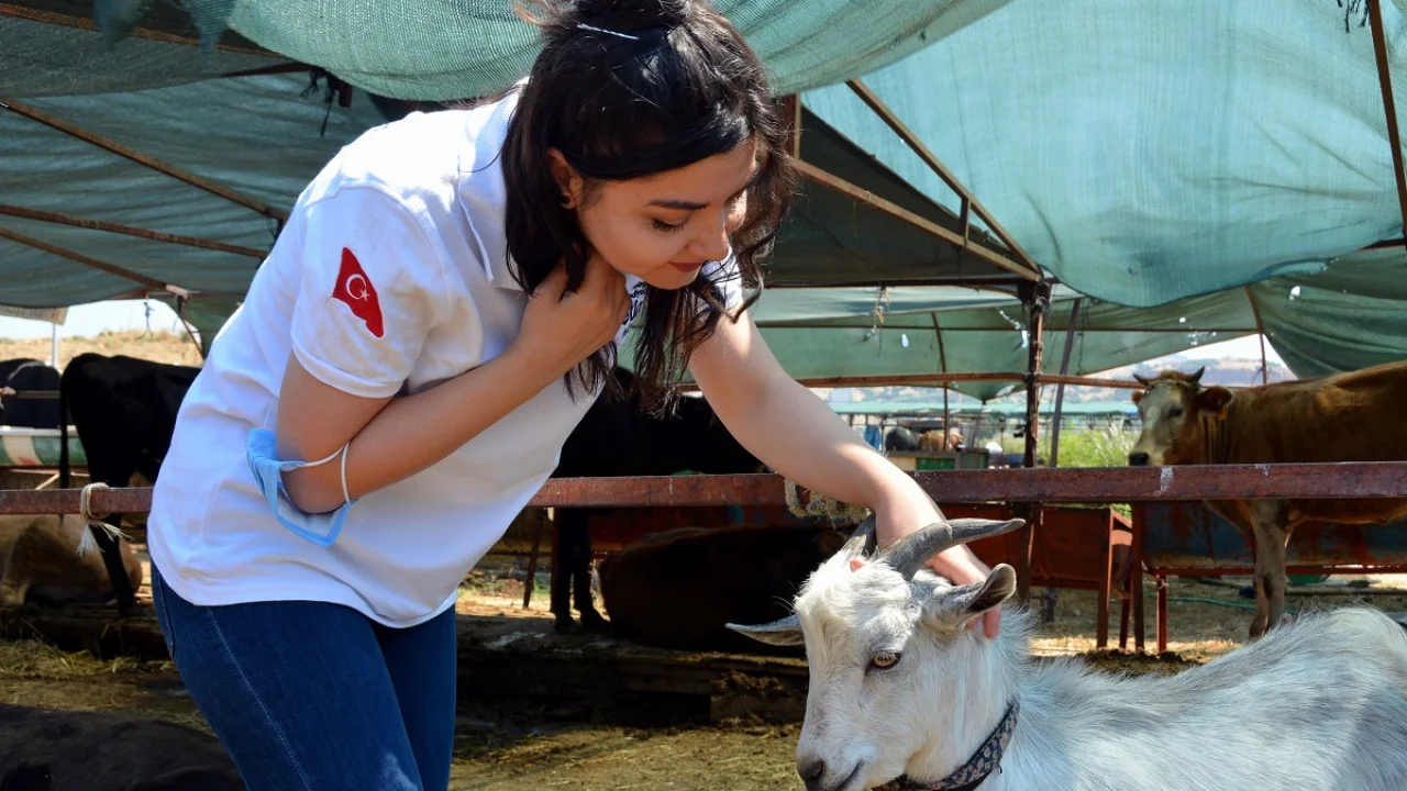 İzmir Aliağa kurban pazarında tempo arttı