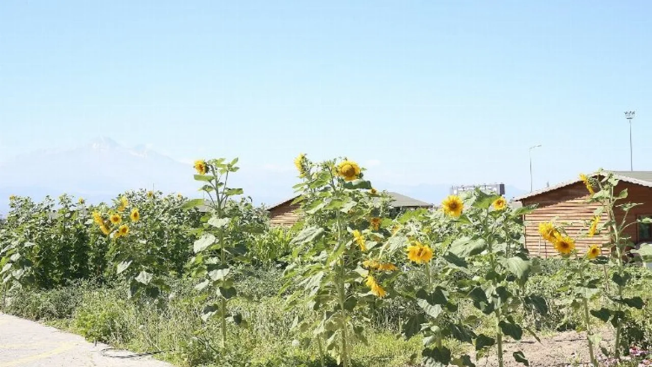 Kayseri Büyükşehir doğal pazar açıyor -