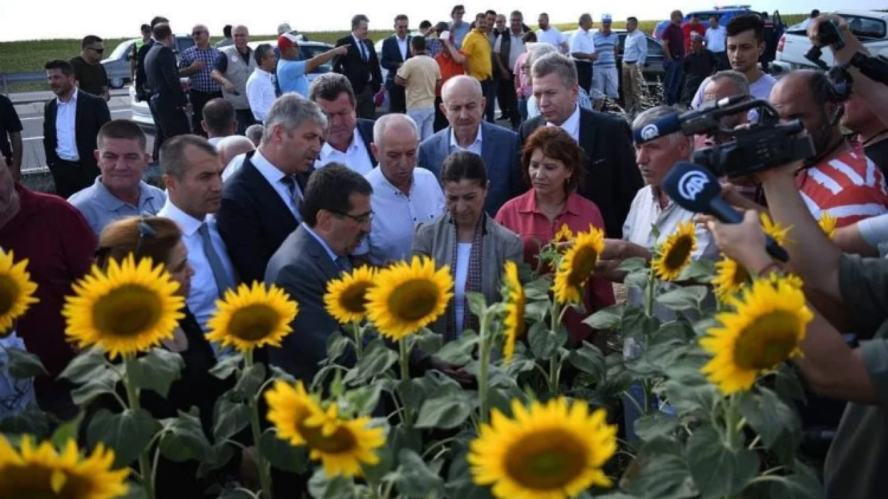 Keşan’da çayır tırtılı istilası -