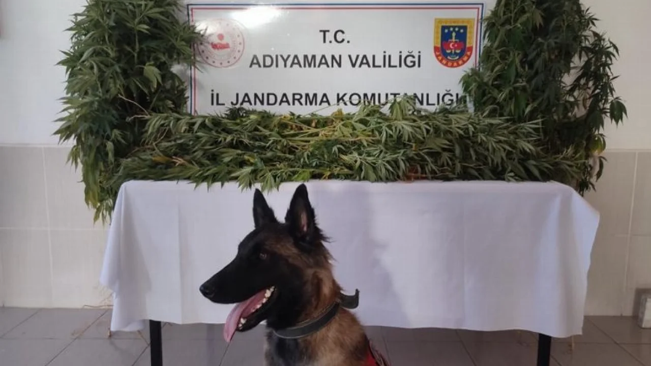 Adıyaman'da izinsiz kenevir yetiştiriciliğine 1 gözaltı -
