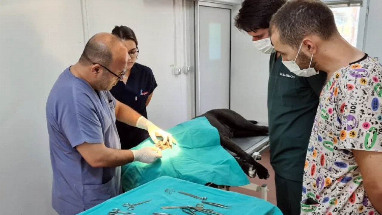 Bursa Osmangazi binlerce hayvana şifa oldu -