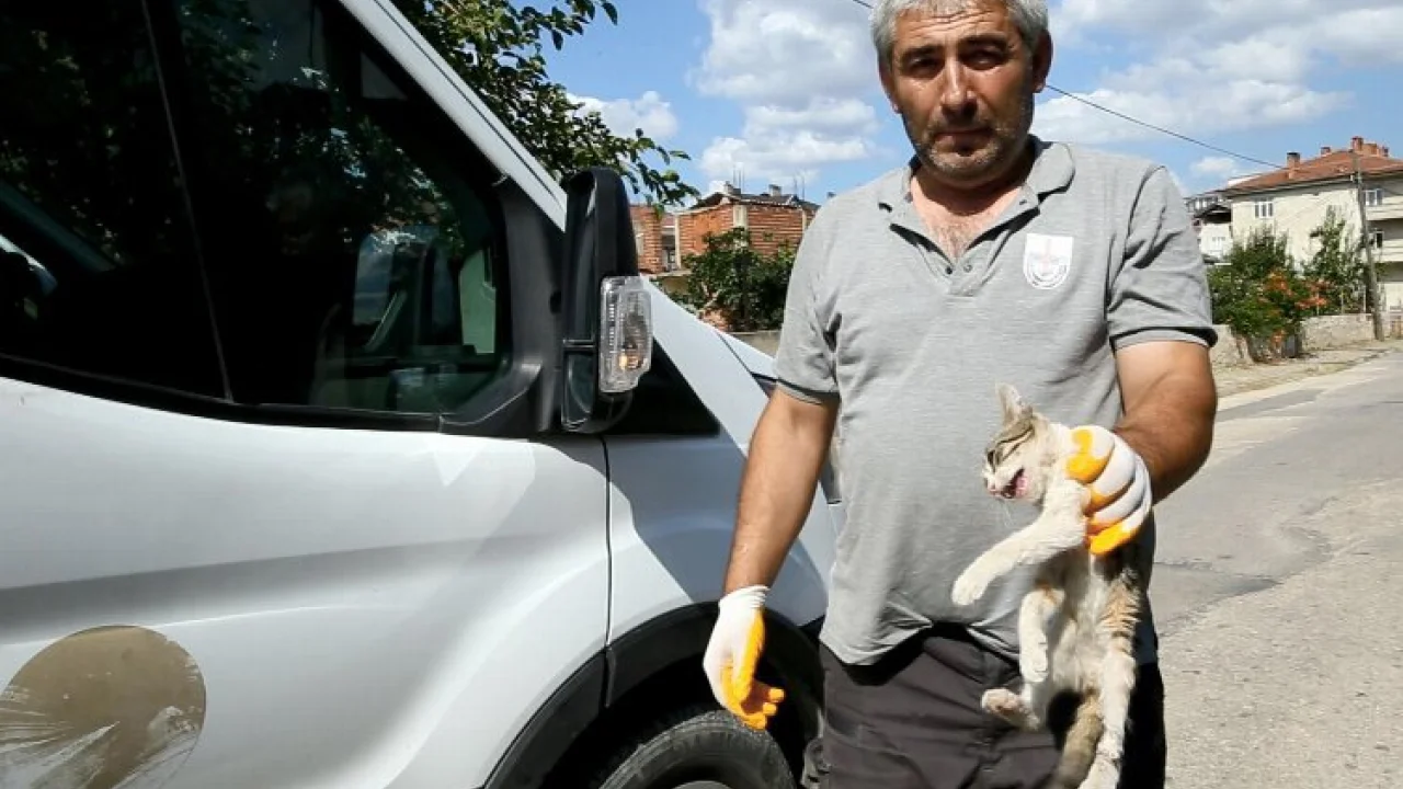 Bursa Yenişehir'de yaralı kediye belediye sahip çıktı -
