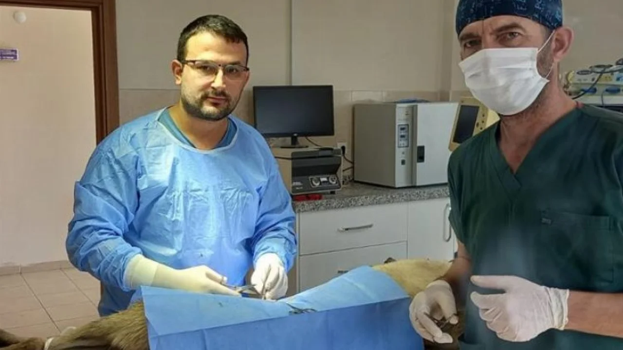 Bursa İnegöl'de veteriner hekimlerle iş birliği -