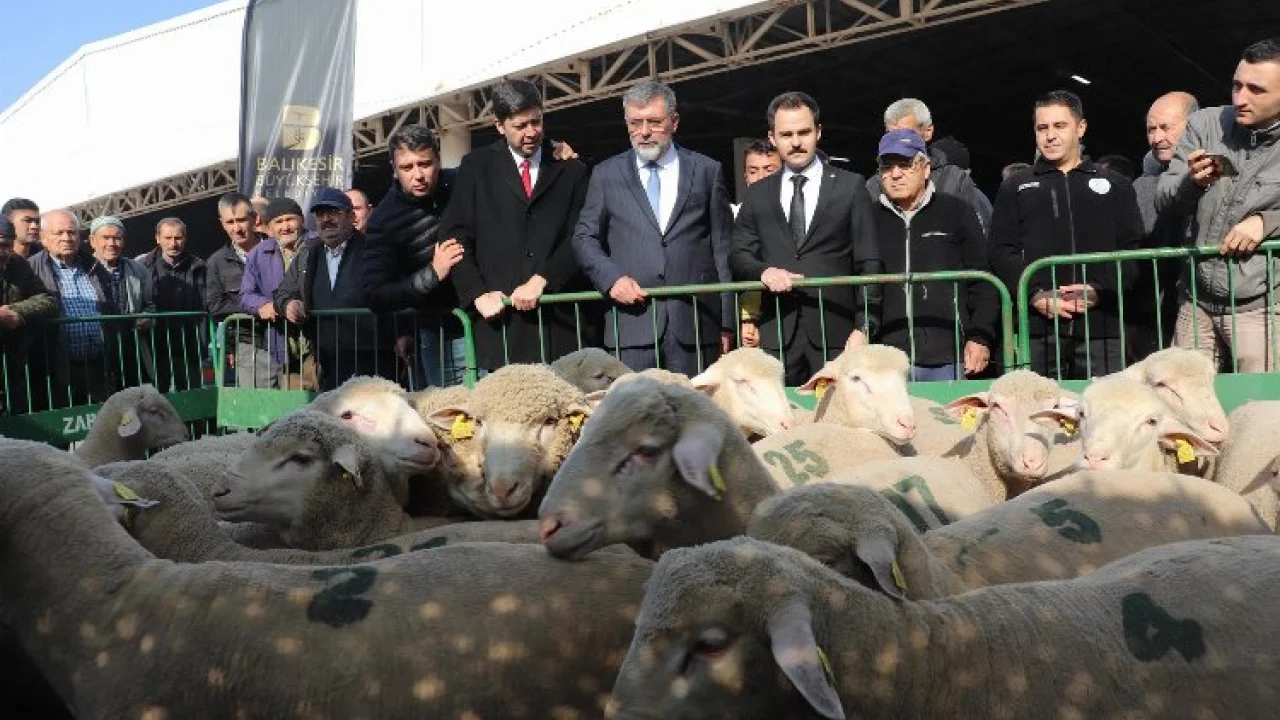Balıkesirli üreticilere damızlık koç desteği -