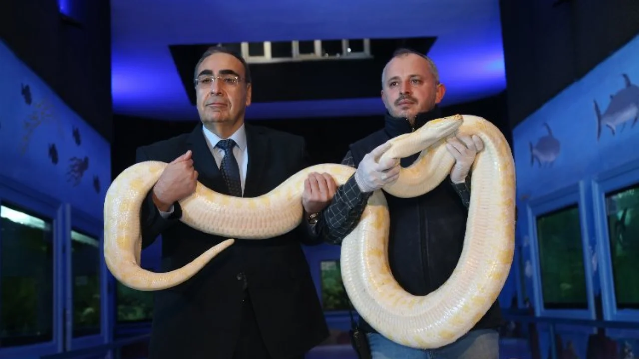 İstanbul'dan getirilen hayvanlar Gaziantep'in 'doğal' yaşamında -
