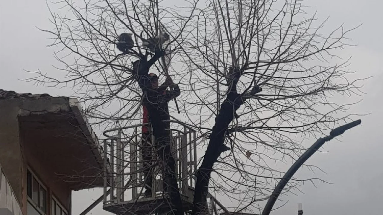 Keşan itfaiyesinden kedi operasyonu -