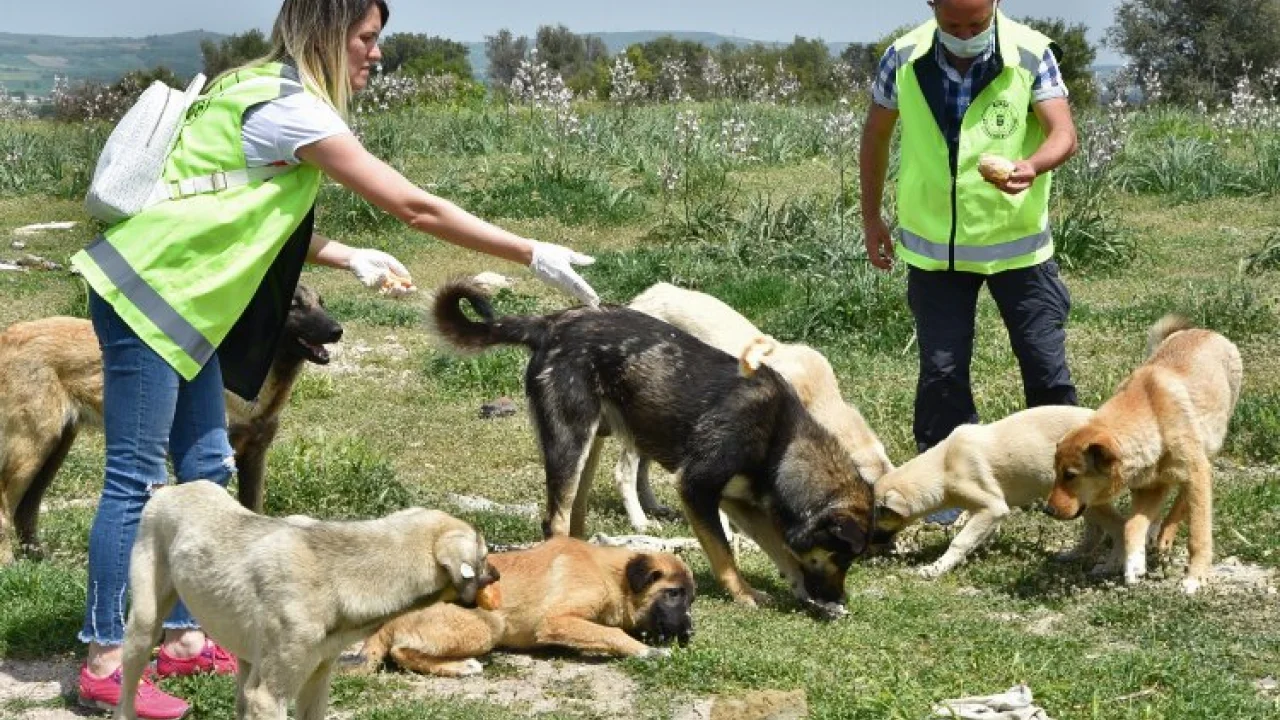 Sokak hayvanlarına Bursa şefkati -