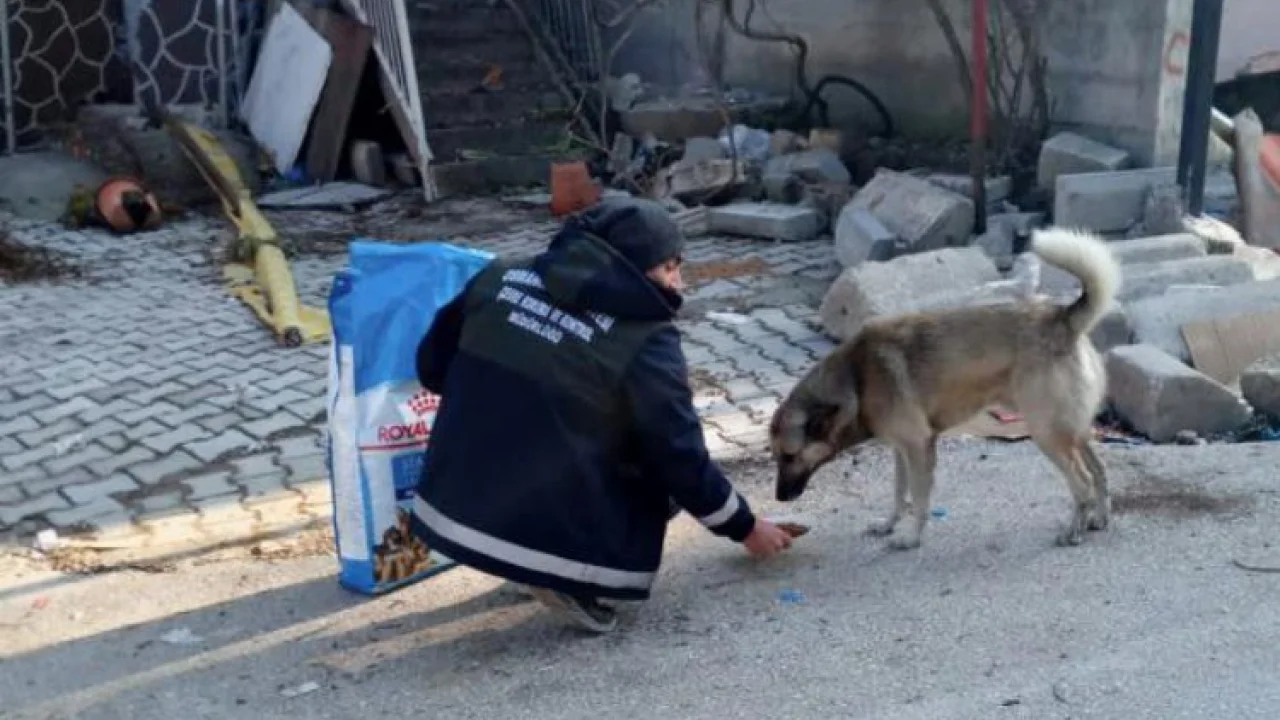 Bursa Osmangazi'den afet bölgesindeki can dostları unutmadı -