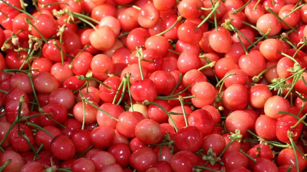 Kirazda hasat coşkusu -