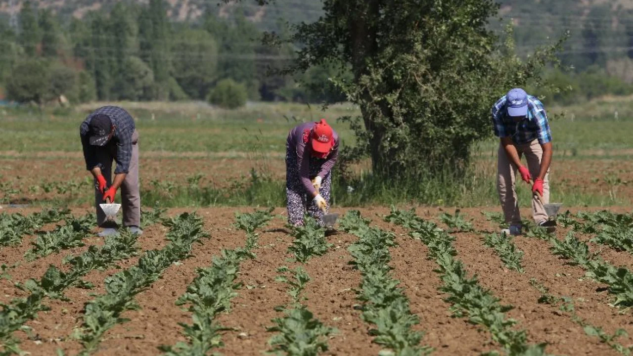 Konya Şeker 166 milyon TL avans ödeme yapacak -