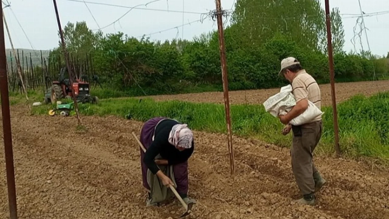 Pazaryeri Boncuk Fasulyesi tohumları toprakla buluştu -