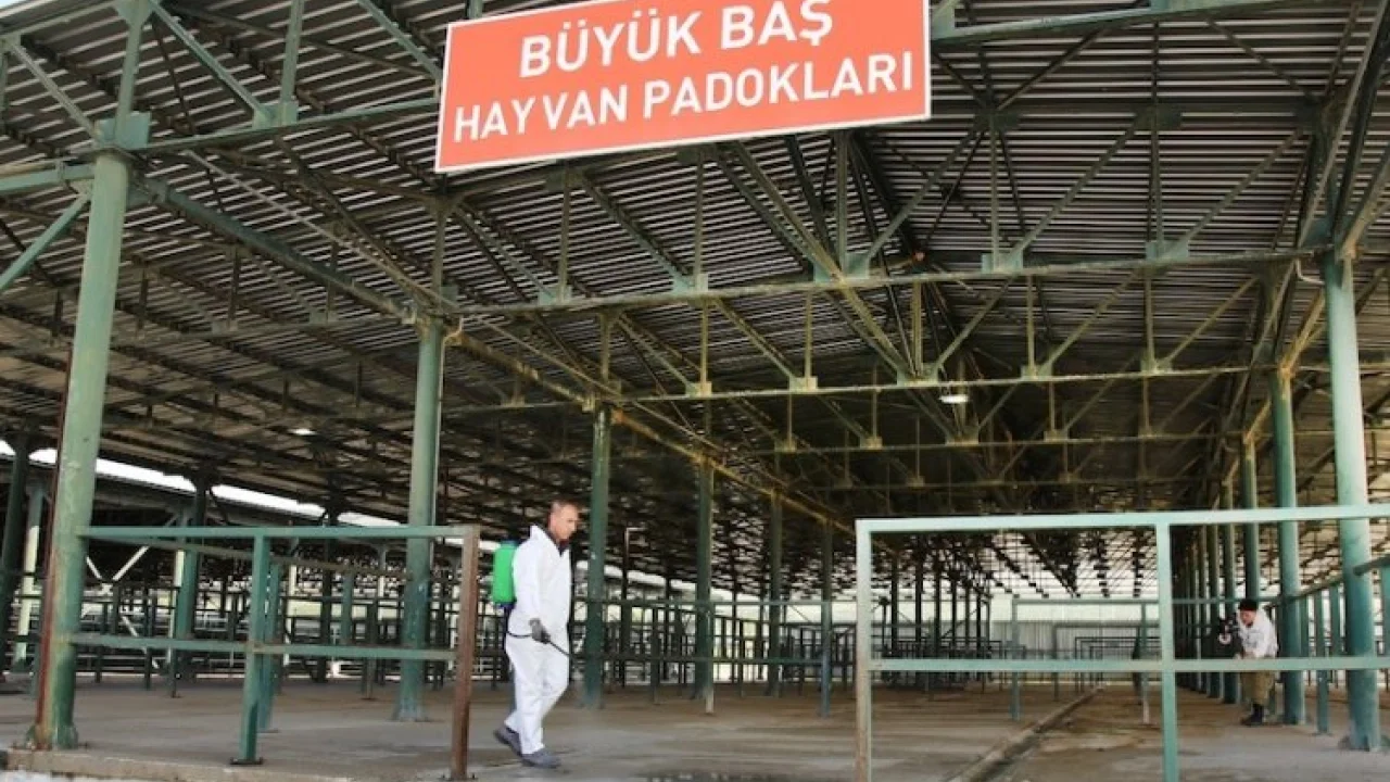 Şap tehlikesi geçti, hayvan pazarları açılıyor -