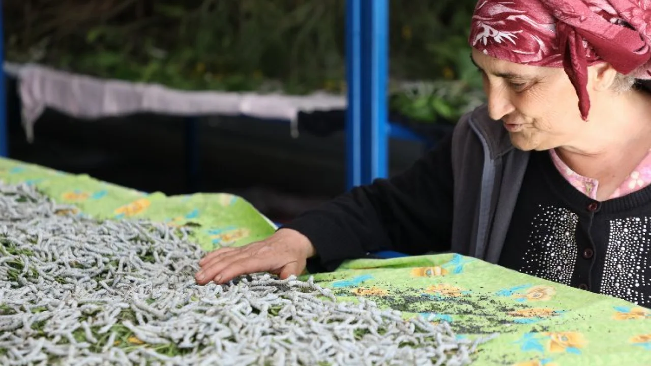 Muğla'da ipekböcekçiliği üretiminde yüzler gülüyor -
