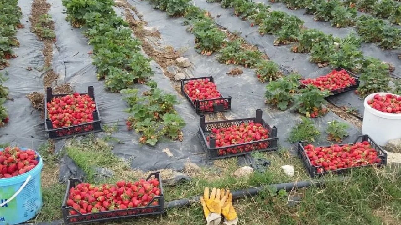 Kocaeli’de üreticilere 118 bin çilek fidesi dağıtıldı -