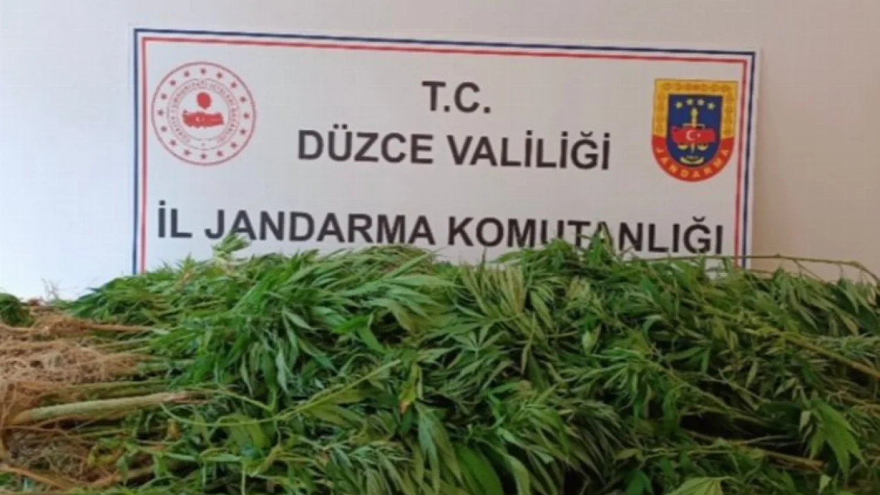 Düzce'de jandarmadan uyuşturucu operasyonu -