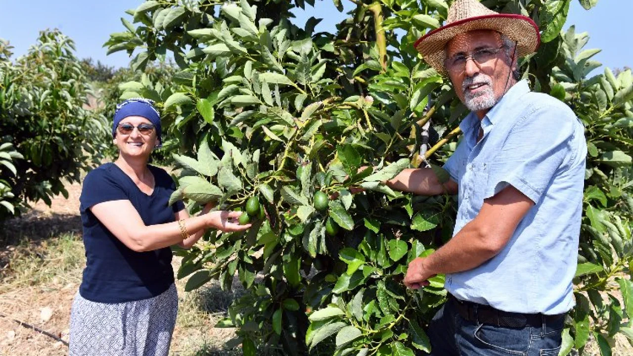 Üreticilere kazançlı avokado desteği -