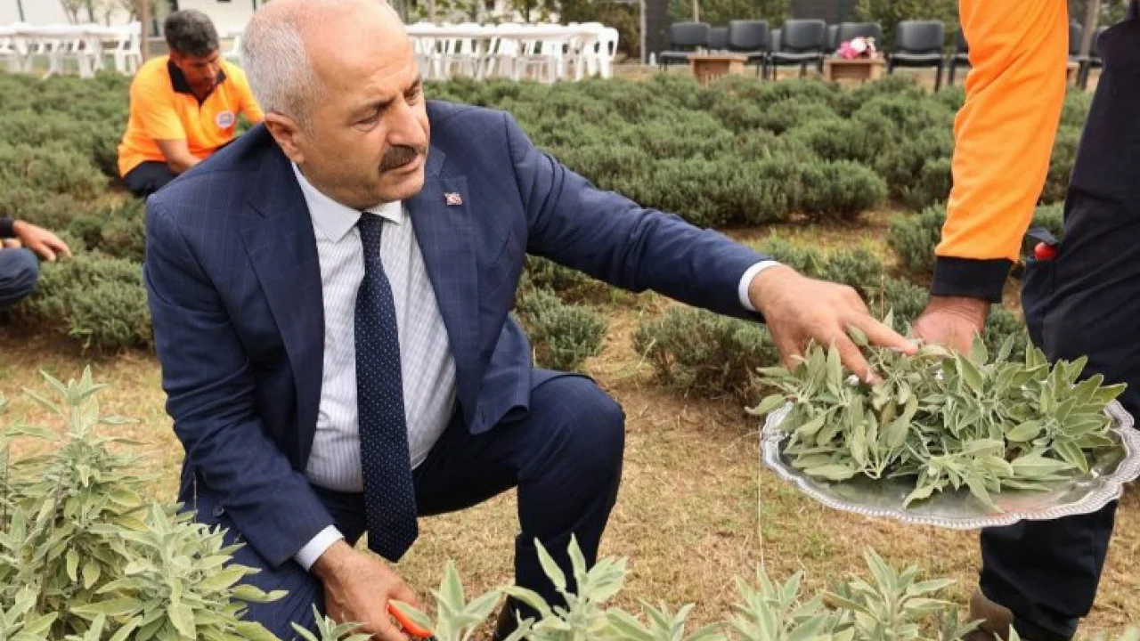 “Şifa Kapısında” bitki hasadı -