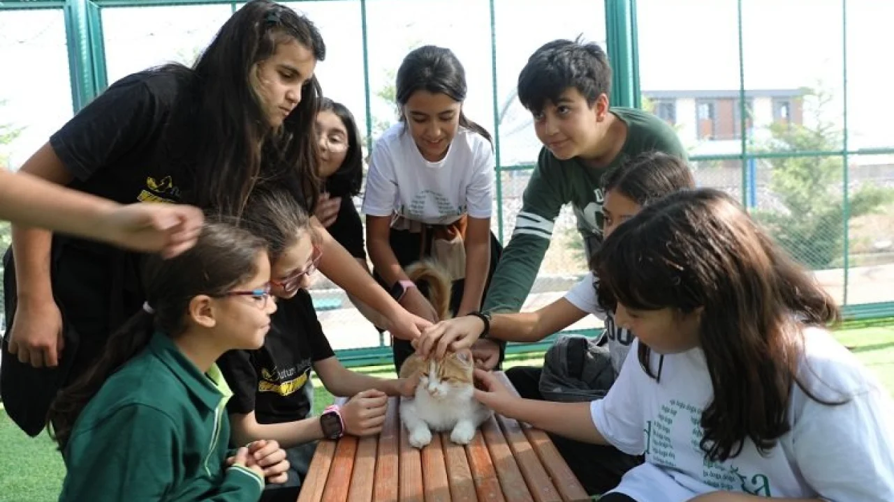 Kayseri Kocasinan'da Kedi Kasabası'na yoğun ilgi -