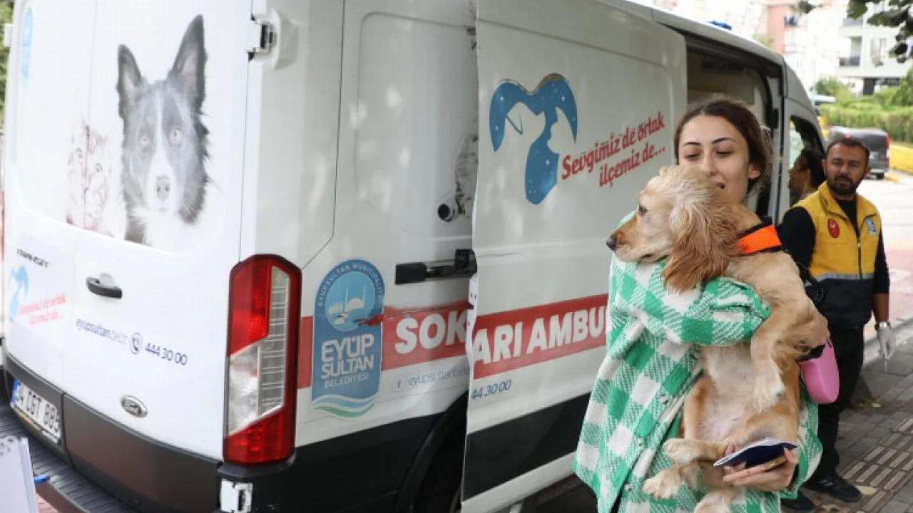 Sokak hayvanları ambulansı Eyüpsultan'ın mahallelerinde -