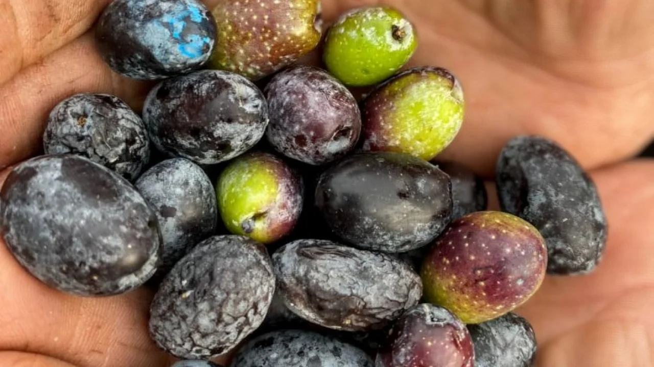 Garaova Dilmit Zeytin Şenliği'ne hazırlanıyor -