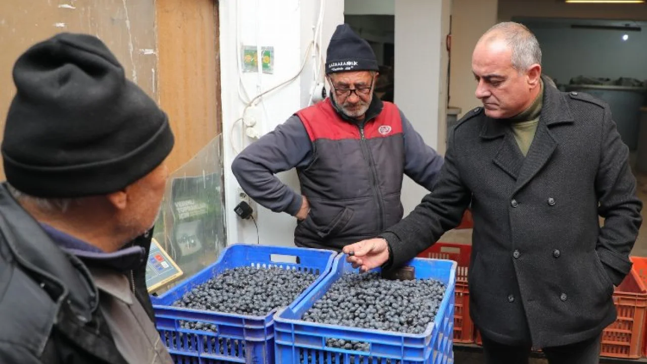 Gemlik zeytini alım fiyatları yüzde 20 arttı! -