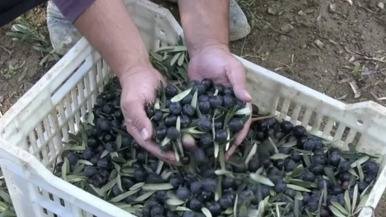 Trilye’nin kara incisi sofralarımıza nasıl geliyor? İşte zeytinin serüveni... -