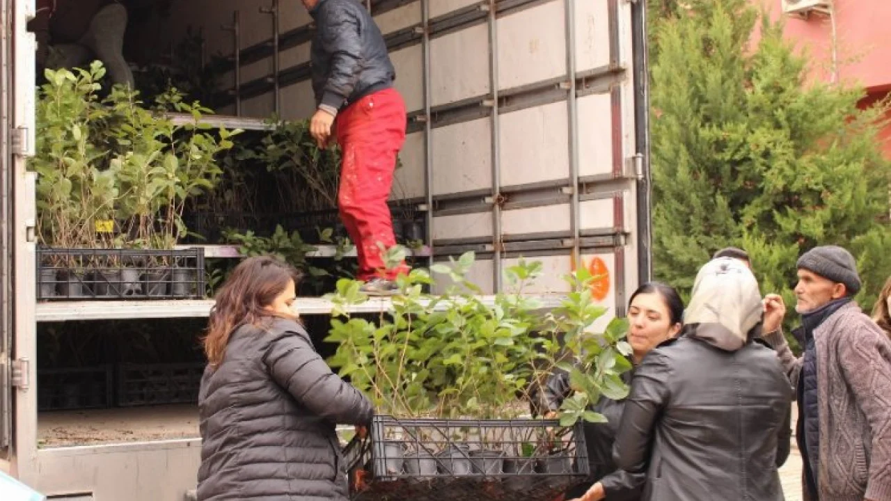 Çiftçilere aronya desteği -