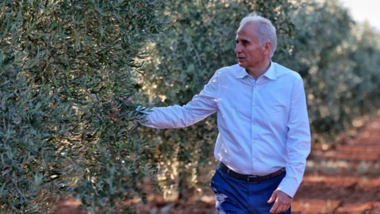 Denizli'de zeytin seferberliği -