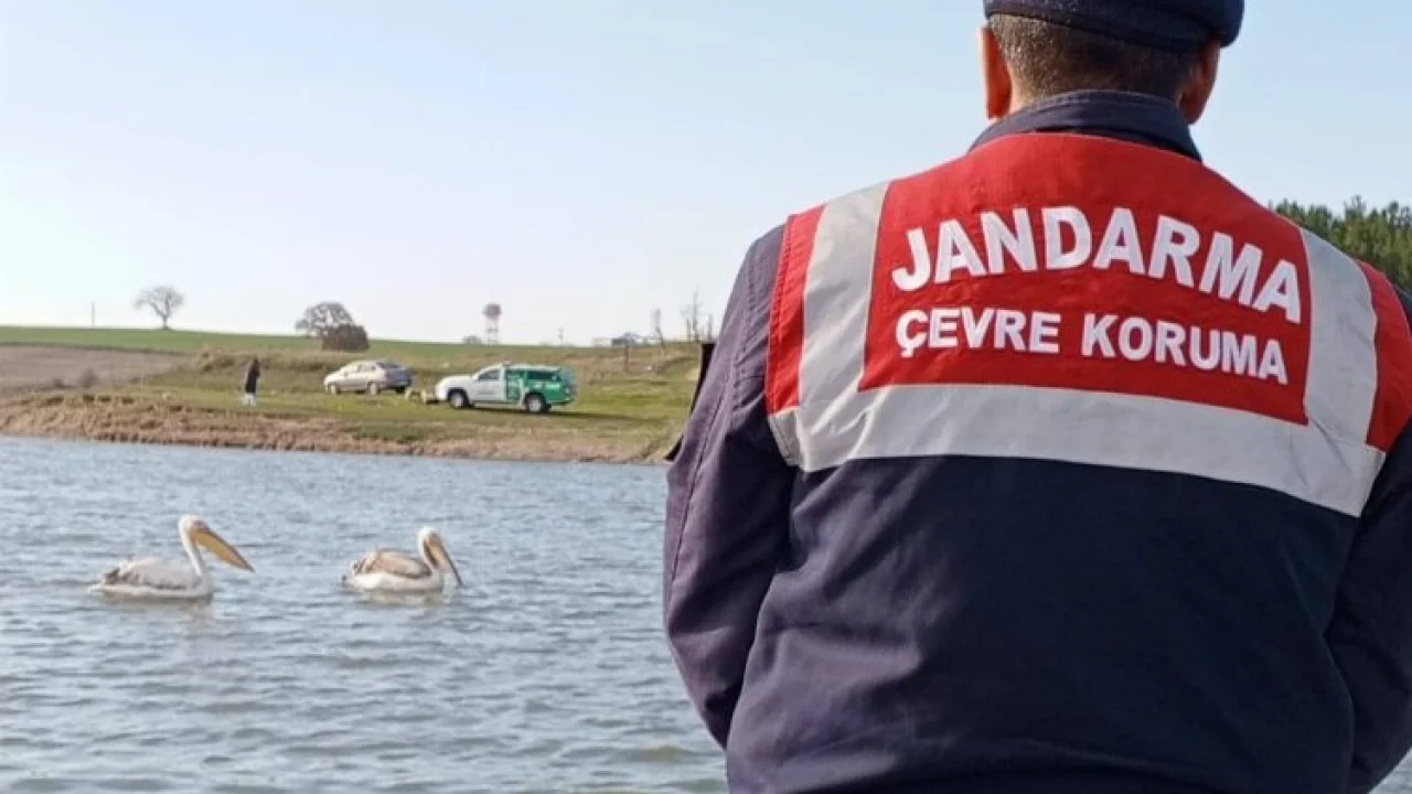 Edirne Jandarması, hasta ve yorgun pelikanları besledi -