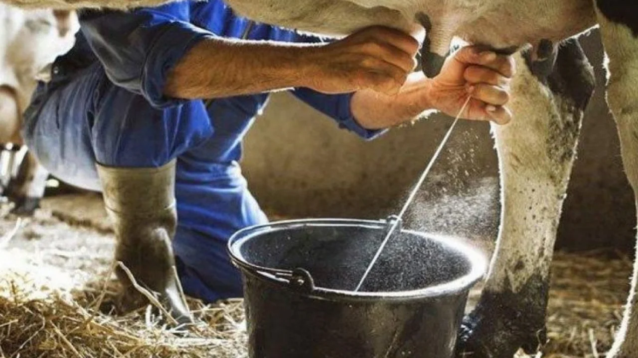 Kasım'da inek sütü miktarı arttı -