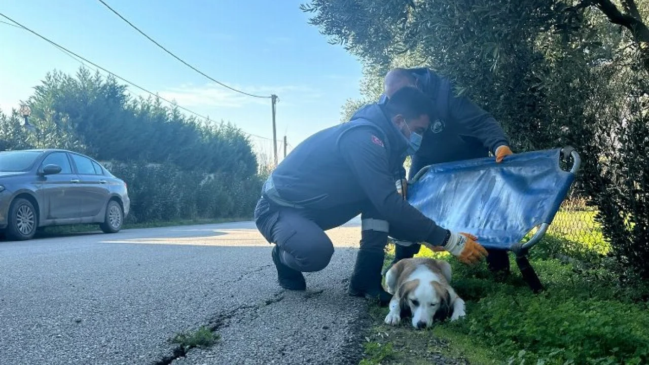 Yaralanan sevimli köpek sağlığına kavuştu -