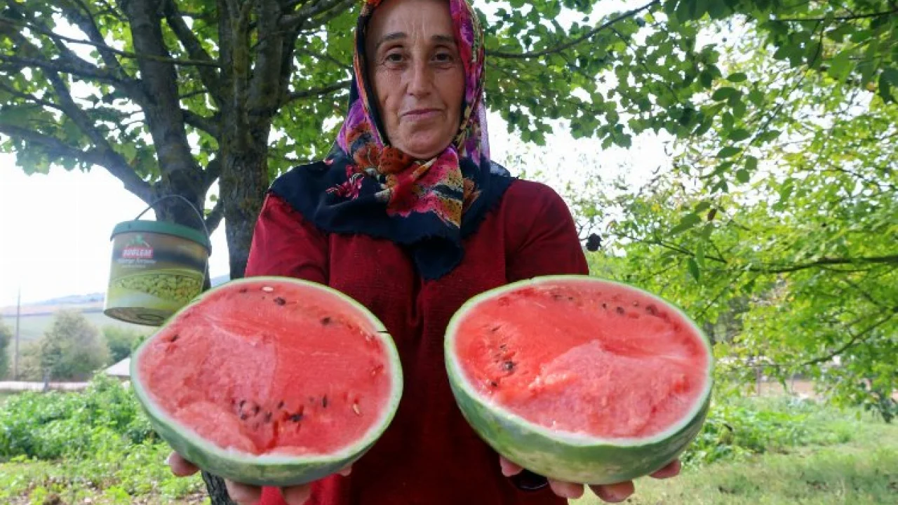 Kocaeli'nin karpuz tohumu üreticilere teslim ediliyor -