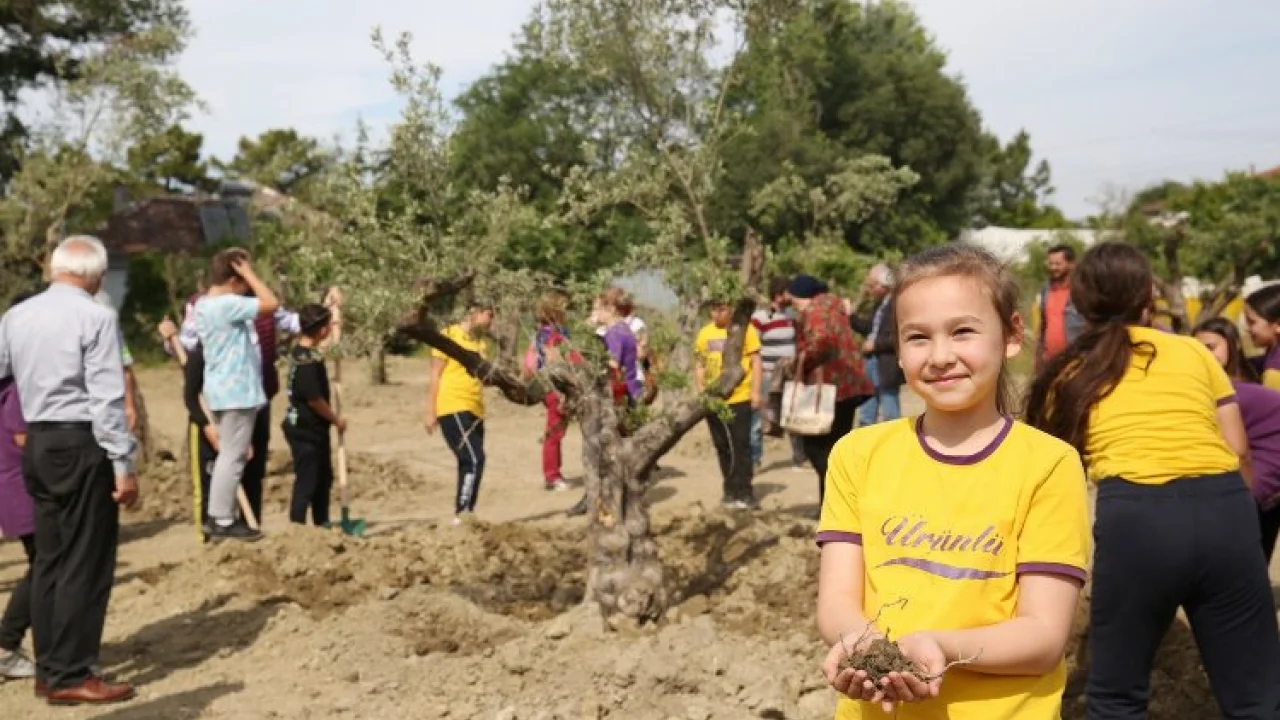 Zeytin ağaçları yeni yerine taşındı  -