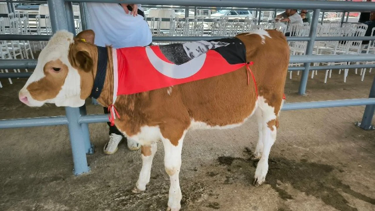 Edirne Keşan'da canlı hayvan güzellik yarışması -