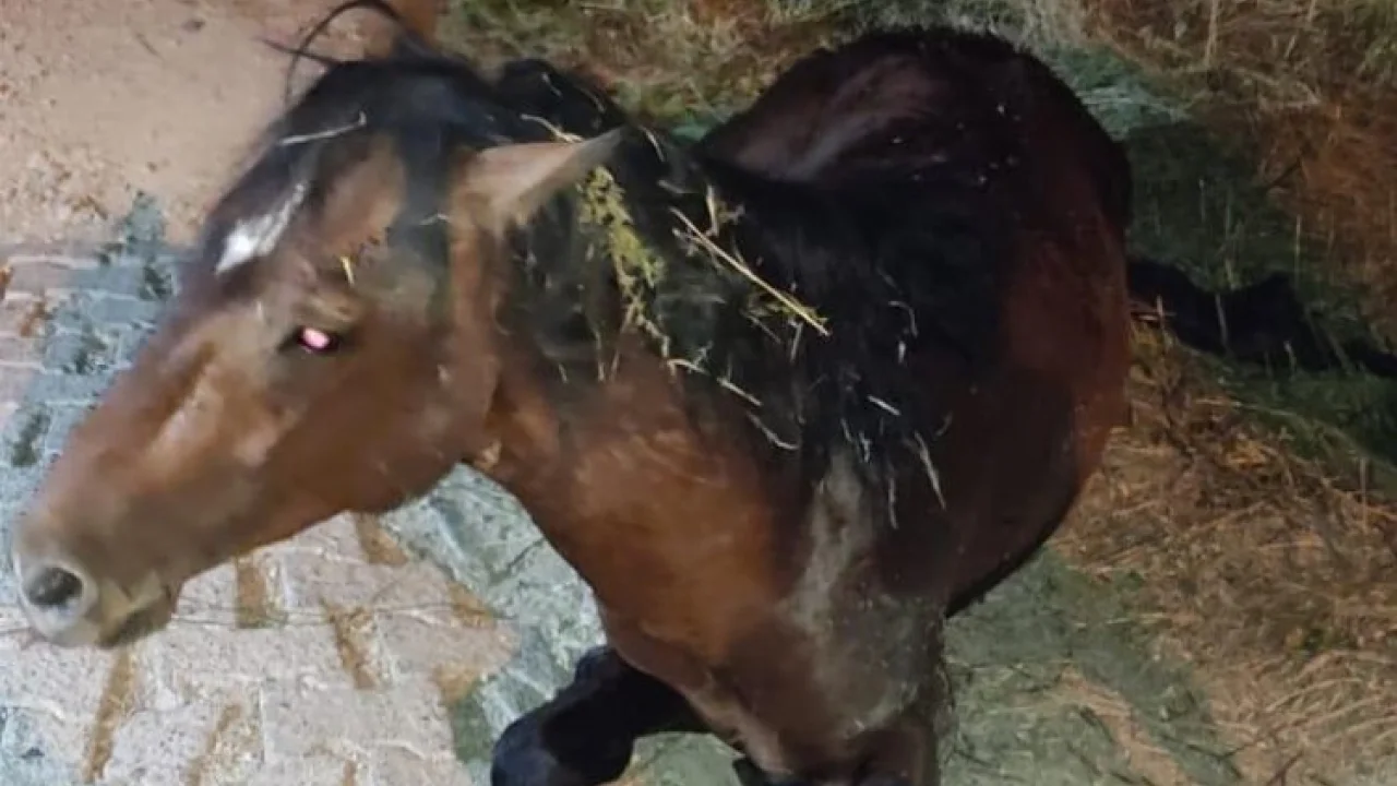 Manisa'da yılkı atı tedavi sonrası yeniden doğal yaşamda -