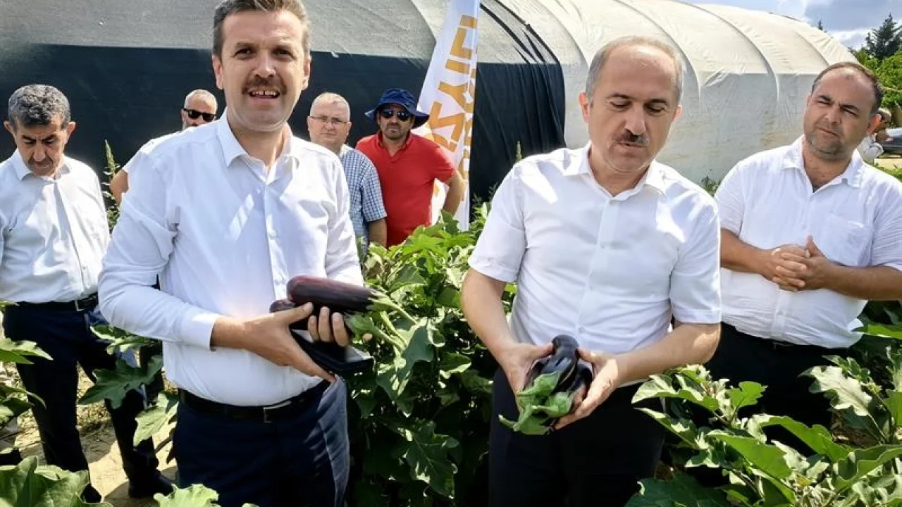 Bursa'da patlıcan hasadı başladı -
