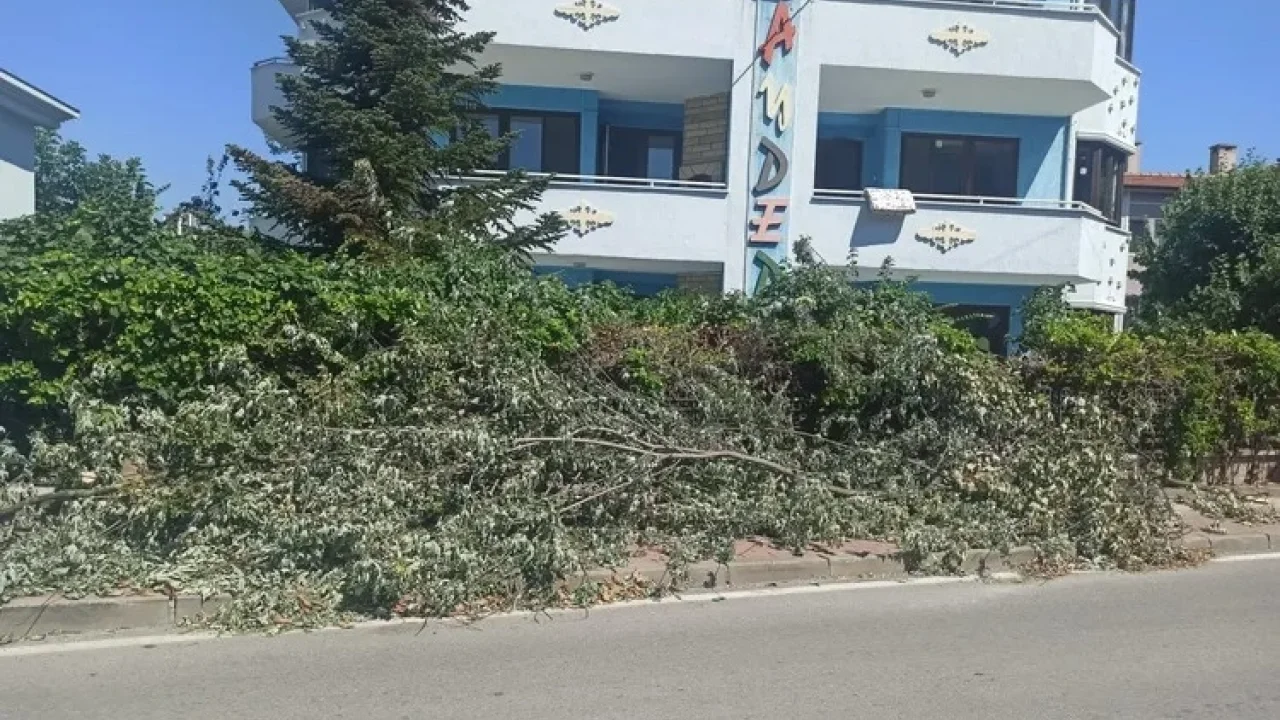 Çamlıca Mahallesi’nde kesilen ağaçlar trafiği engelliyor -
