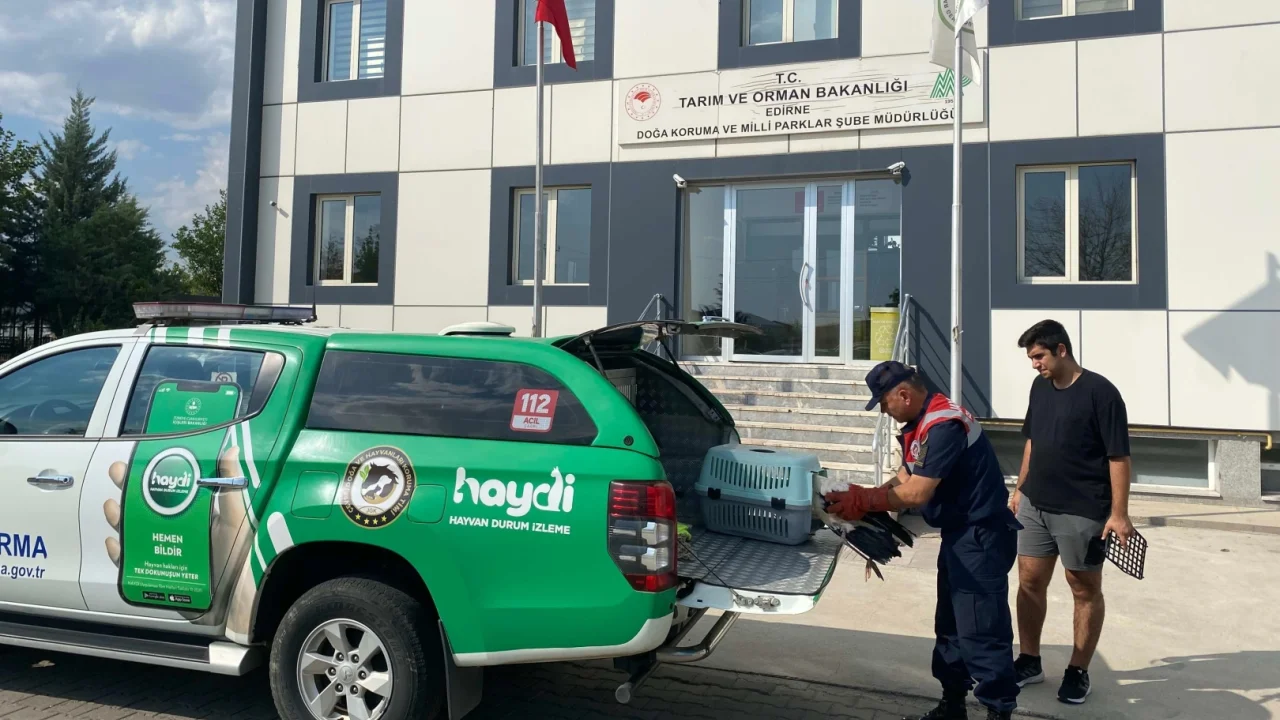 Edirne'de yaralı leylek hayat buldu -