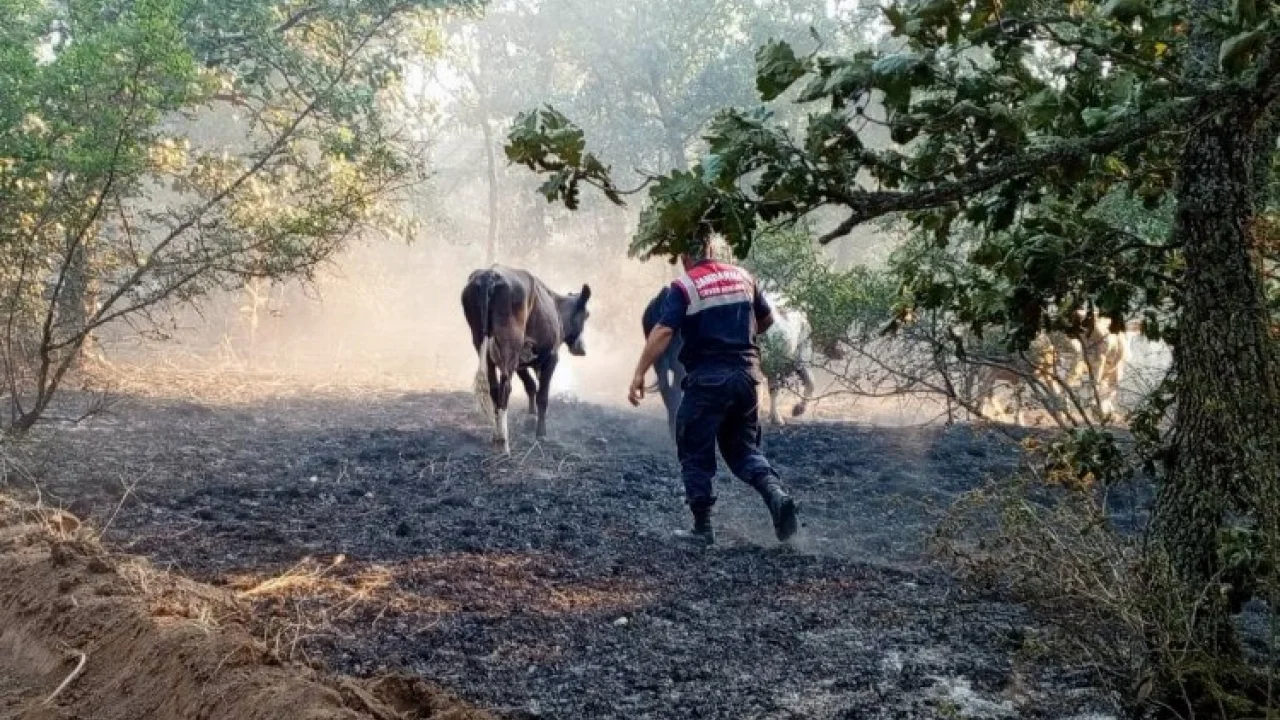 Edirne Jandarma, Lalapaşa'da yangında hayvanları kurtardı -