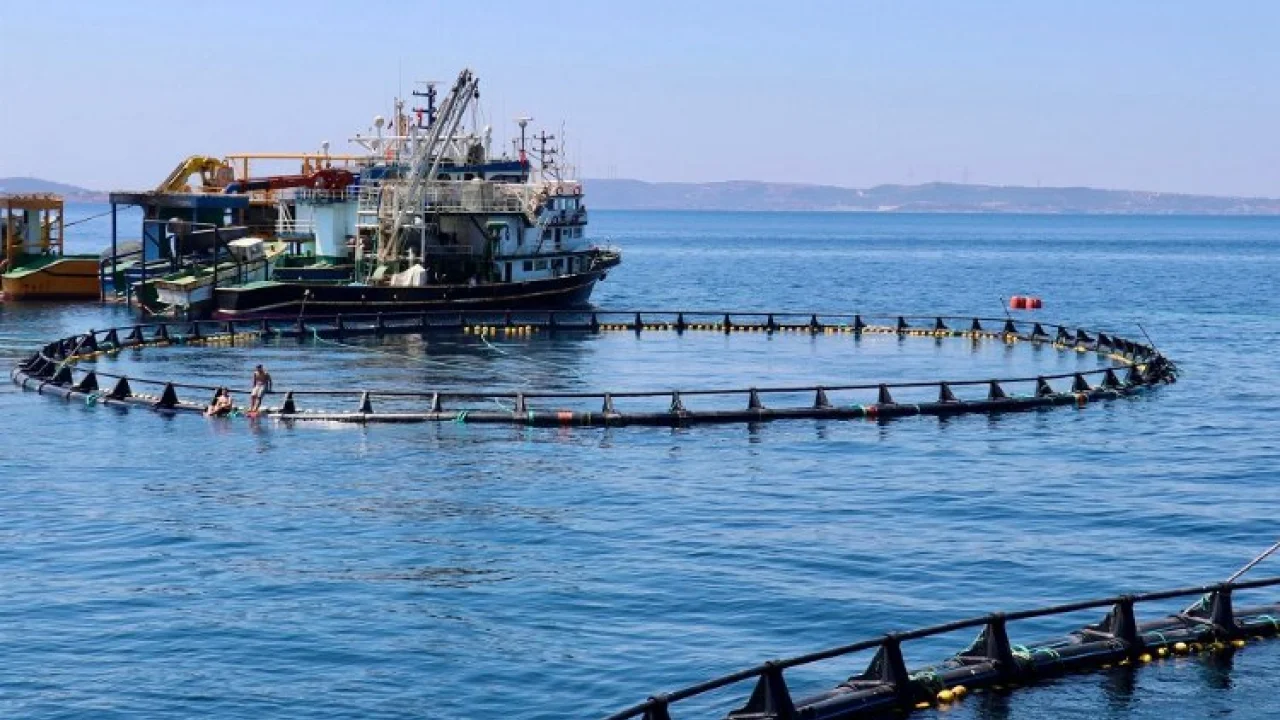 Orkinos çiftlikleri İzmir'den dünyaya açılıyor -