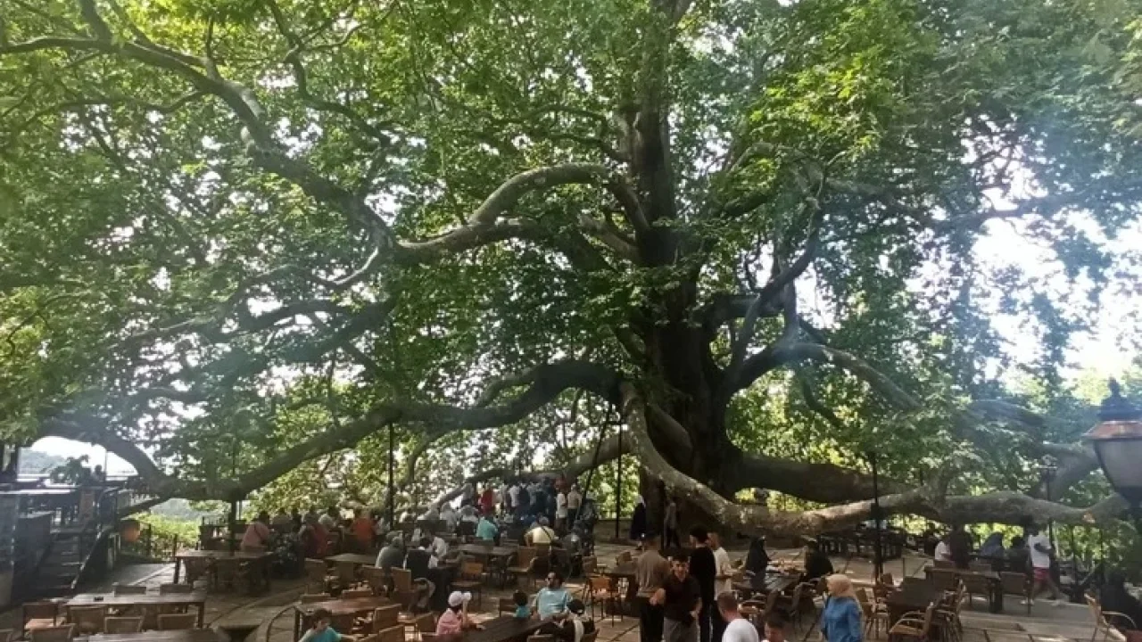 Tarihi İnkaya Çınarı turistler tarafından yoğun ilgi görüyor -