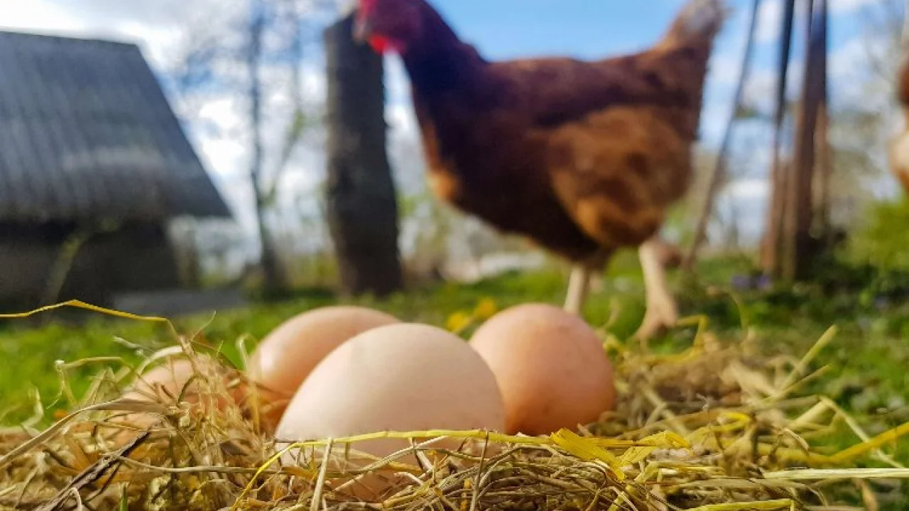 Tavuk eti ve yumurta üretimi artışta -