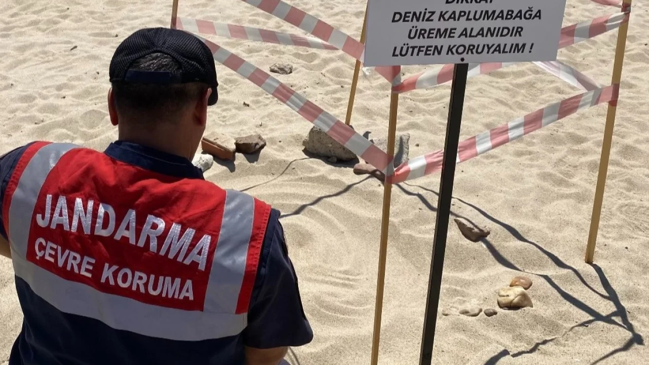 Edirne'de kaplumbağalara Jandarma'dan özel koruma -