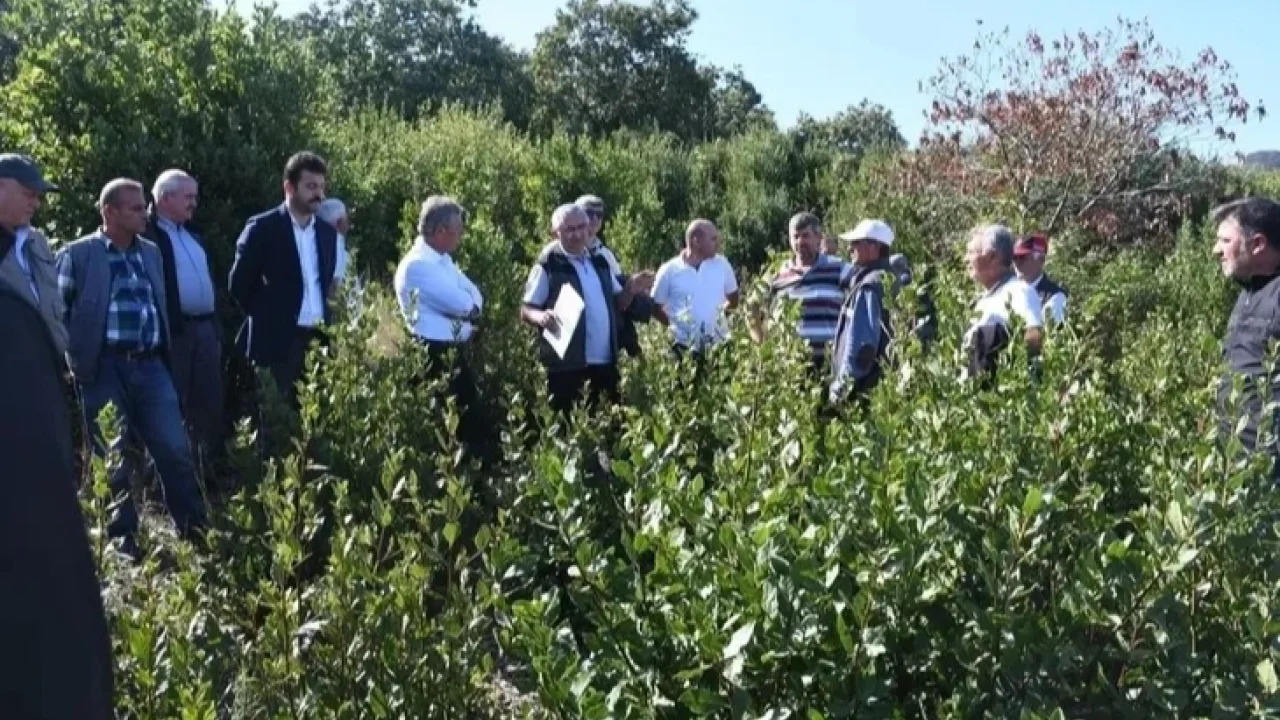 Bursa'da defne üretimi için ilk hamle! -