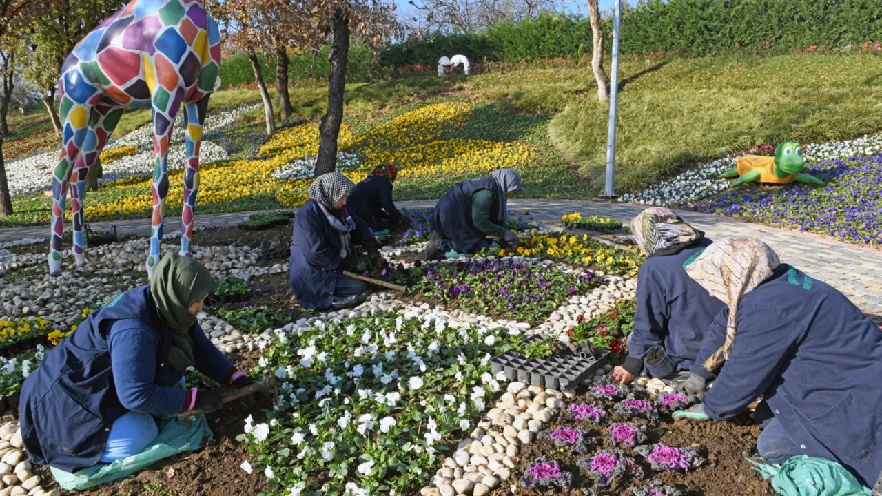 Bursa Osmangazi'de 300 bin kış çiçeği toprakla buluşuyor