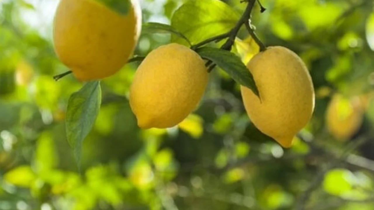 Kasım'da fiyat farkı 'limon' sıktı! -