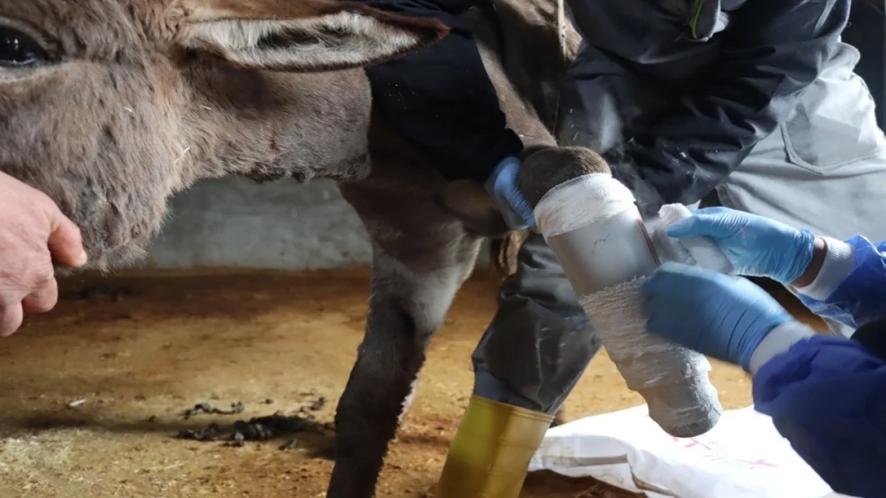 Mardin'de ayağı kırılan eşeğe protez takıldı
