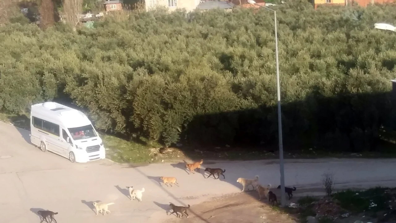 Mudanya'da başıboş köpeklerin 'sürü' tedirginliği!