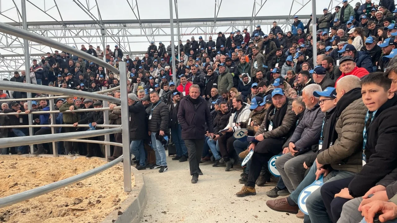 Trakya’nın ilk sütçü mezatı büyük ilgi gördü